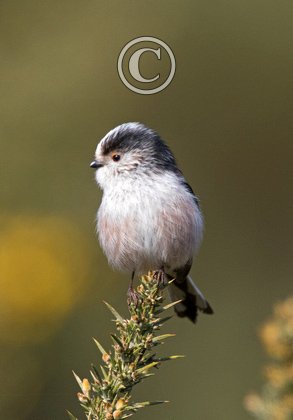  Long tail-tiT DM1765